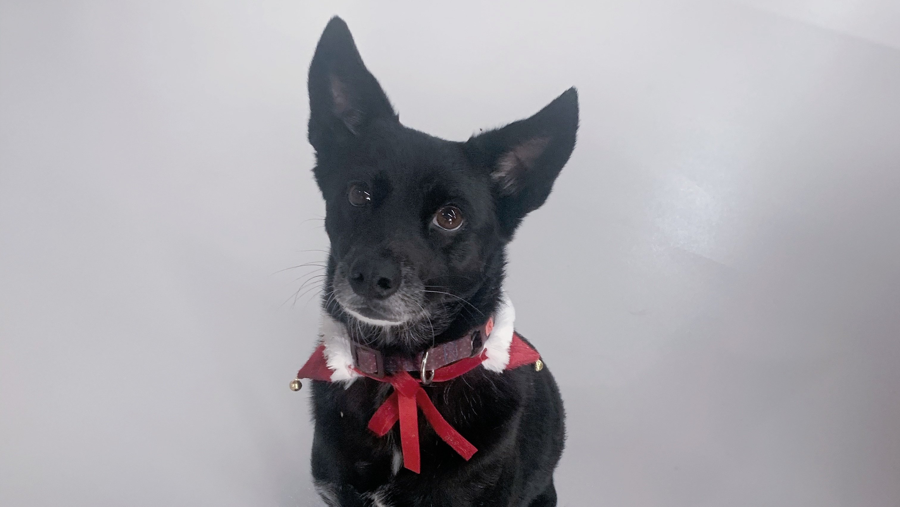 草莓视频ios五金新裝修，喜迎新年新氣象！​